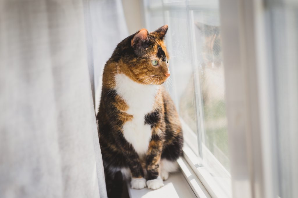 cat sitting on window sill